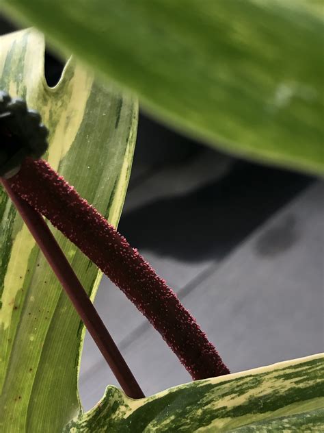 西曬陽台觀葉植物|西曬陽台植物選擇篇詳版1—斑葉龍爪蔓綠。